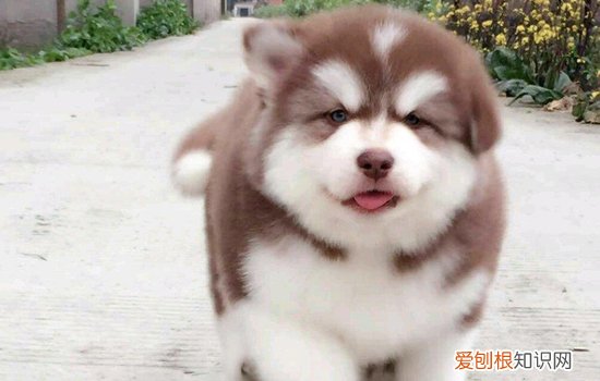 狗狗几个月可以啃骨头 狗狗三个月可以啃骨头