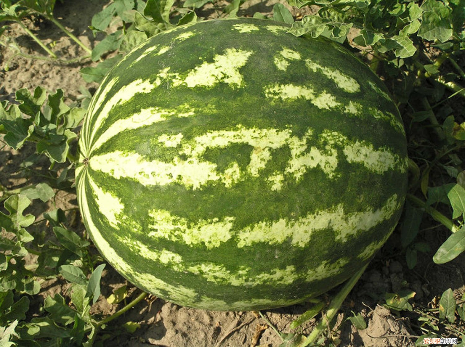 西瓜什么时候栽种合适 西瓜什么时候种植最好，怎么种植