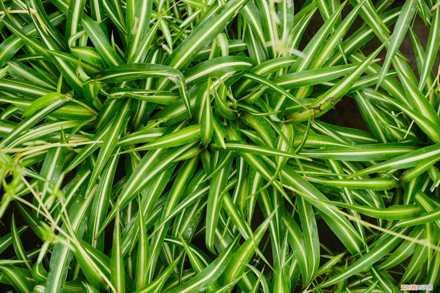 吊兰秋天怎么养才能更旺盛 吊兰秋天怎么养