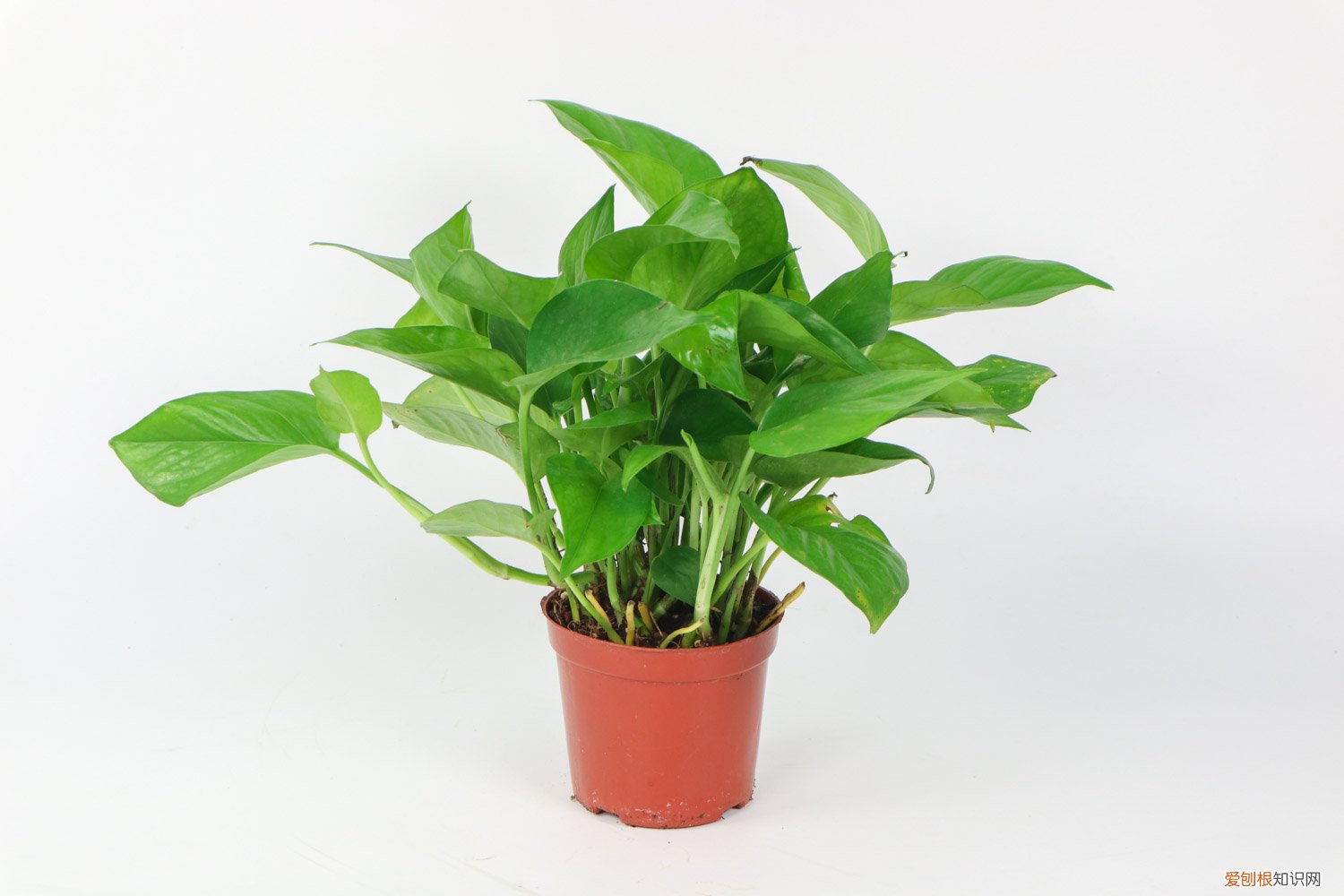 绿萝秋天怎么养护和浇水 绿萝秋天怎么养