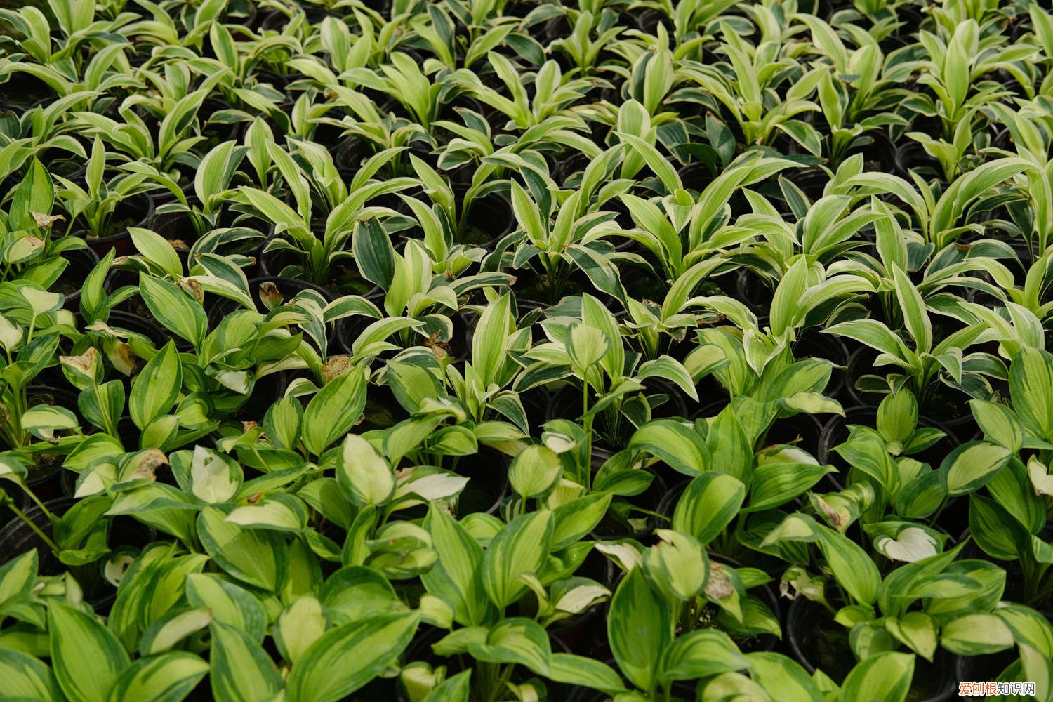 玉簪花怎么繁殖后代 玉簪花怎么繁殖