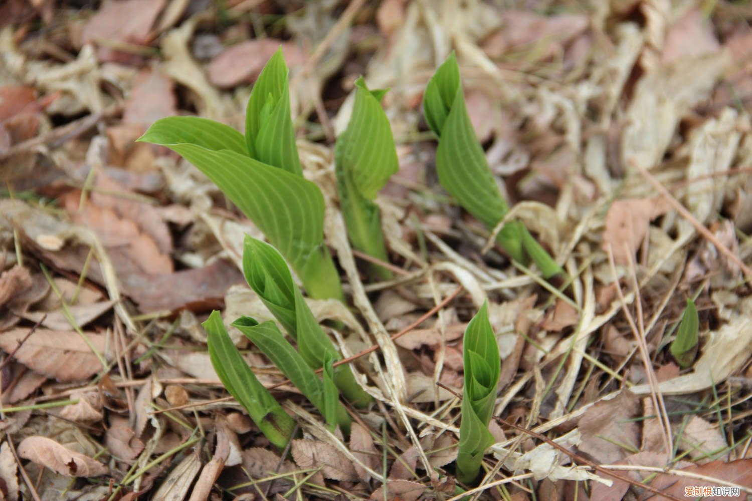 玉簪花怎么繁殖后代 玉簪花怎么繁殖