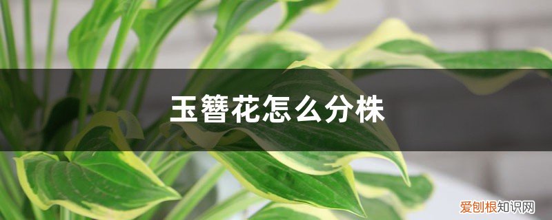 玉簪花怎么分株的 玉簪花怎么分株