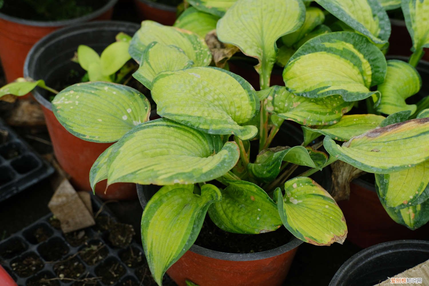 玉簪花怎么分株的 玉簪花怎么分株