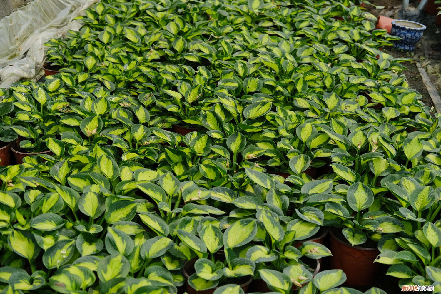 玉簪花怎么分株的 玉簪花怎么分株