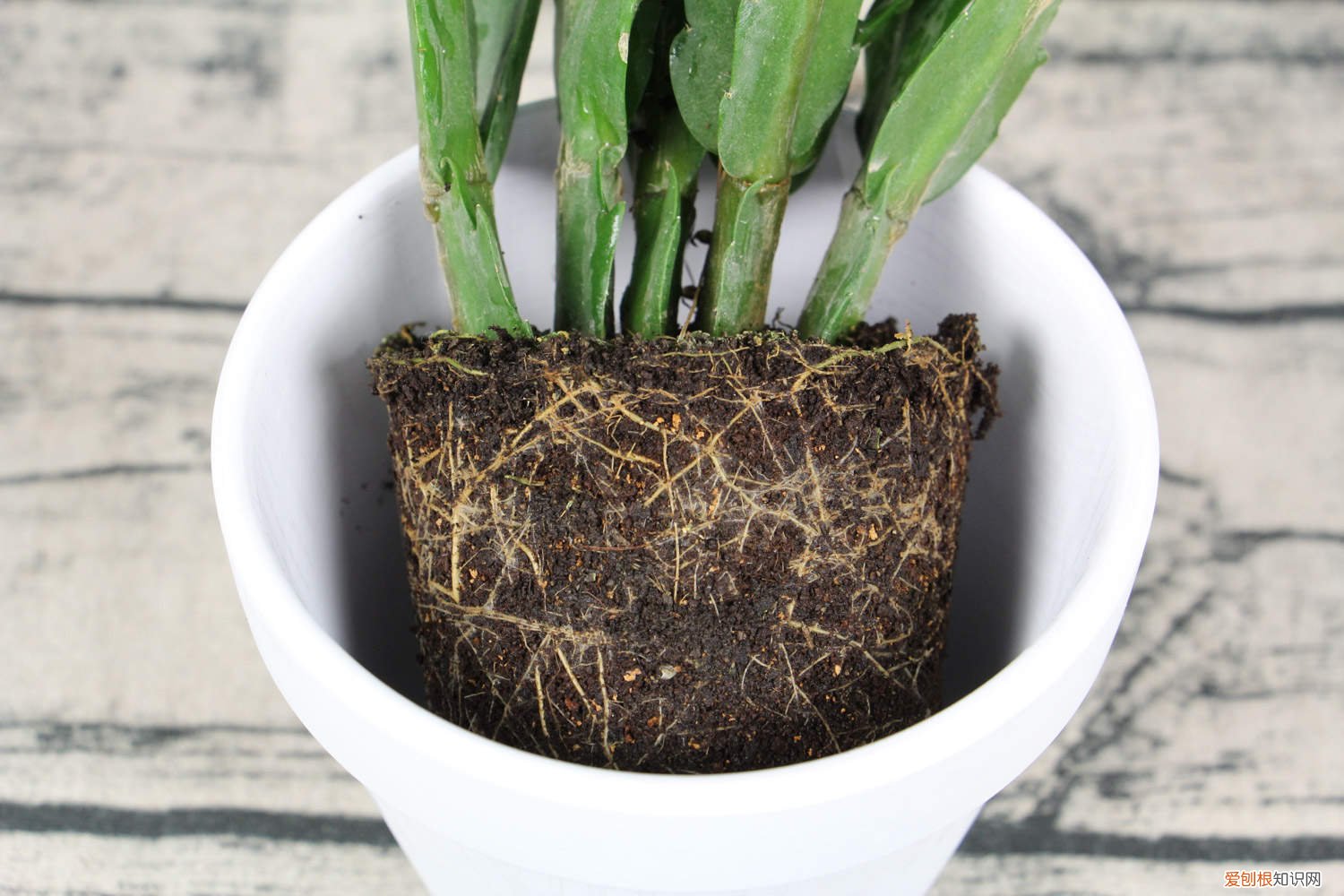 蟹爪兰小苗怎么移栽 蟹爪兰小苗怎么培育