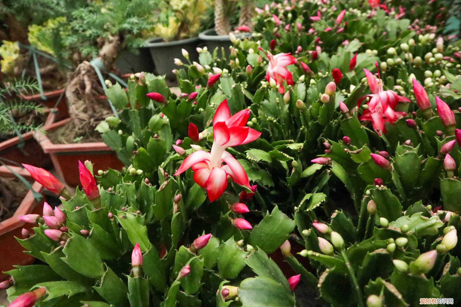 蟹爪兰小苗怎么移栽 蟹爪兰小苗怎么培育