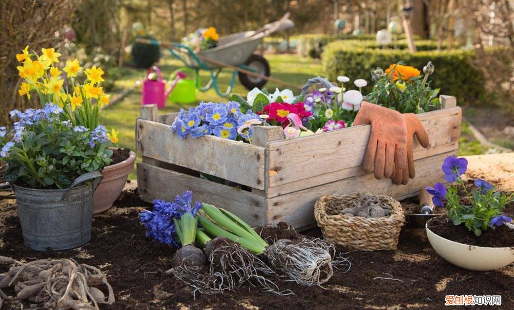 多肉植物发黄掉叶子怎么办 多肉黄丽掉叶子怎么办