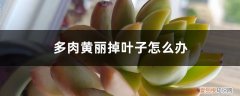 多肉植物发黄掉叶子怎么办 多肉黄丽掉叶子怎么办