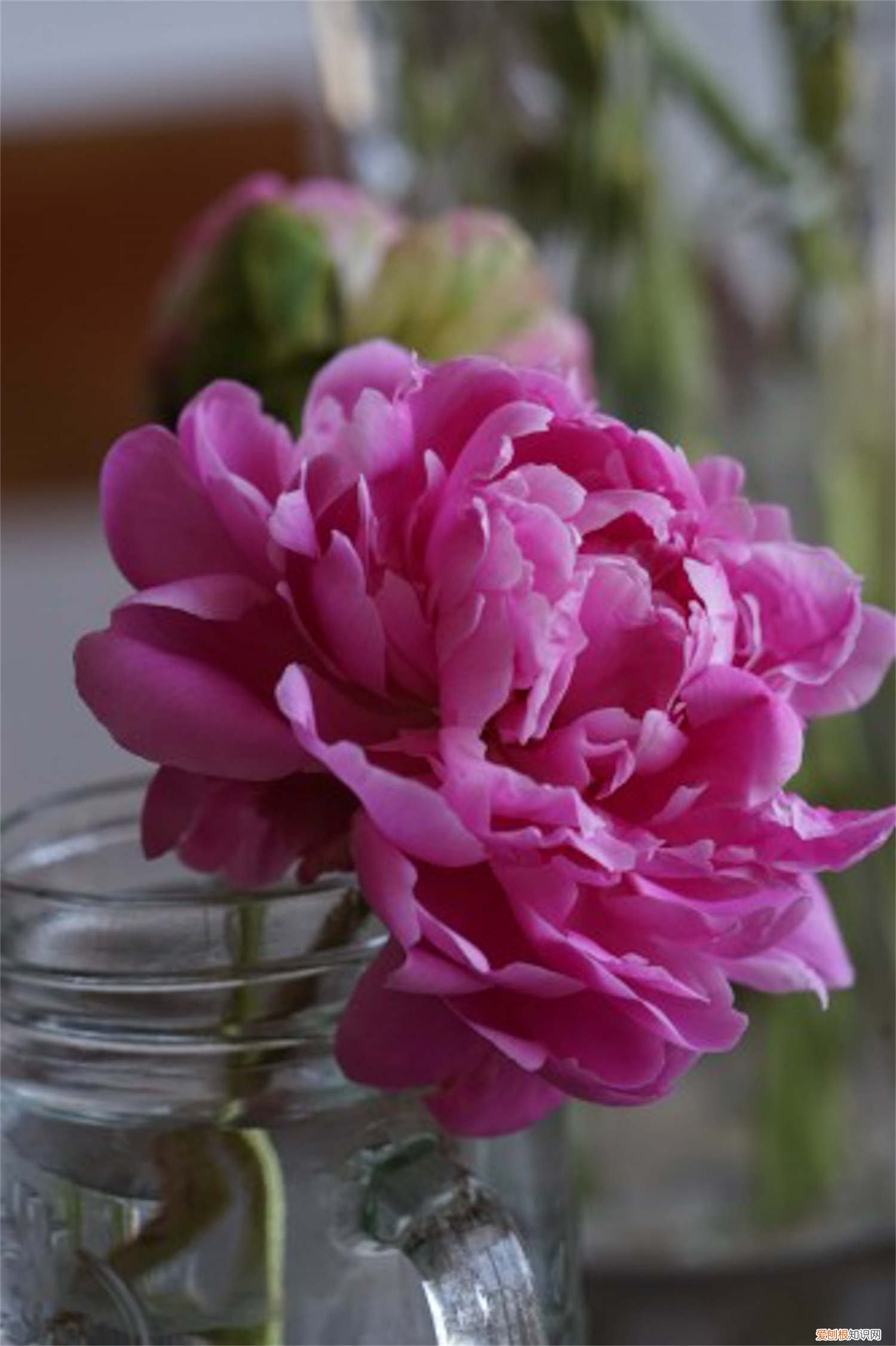 芍药花的养殖方法和注意事项视频 芍药花的养殖方法和注意事项