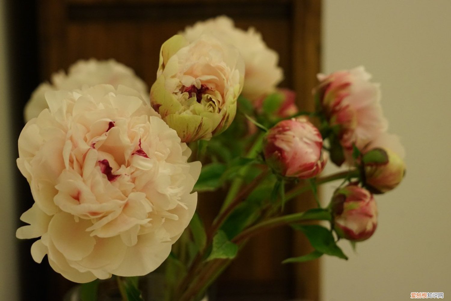 芍药花的养殖方法和注意事项视频 芍药花的养殖方法和注意事项