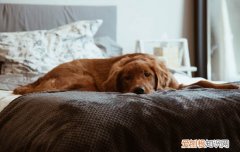 小狗突然全身瘫痪怎么回事 小狗全身瘫痪的原因