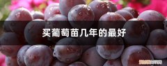 什么时候买葡萄苗最好 买葡萄苗几年的最好，怎么栽种