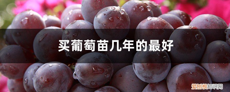 什么时候买葡萄苗最好 买葡萄苗几年的最好,怎么栽种
