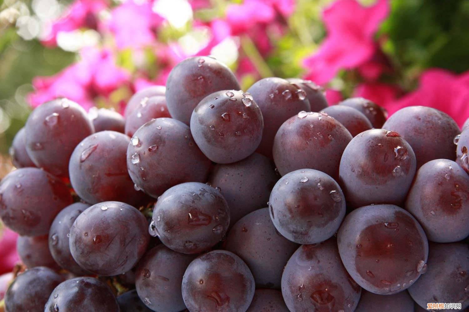 什么时候买葡萄苗最好 买葡萄苗几年的最好,怎么栽种