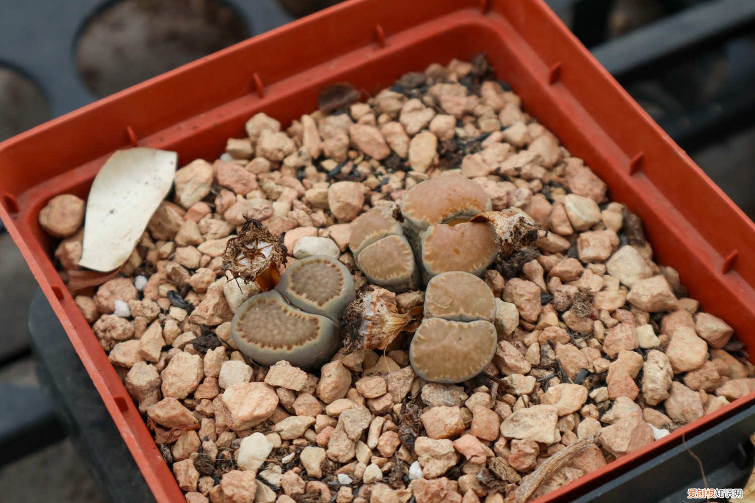 生石花暴晒后变透明 生石花变透明怎么处理