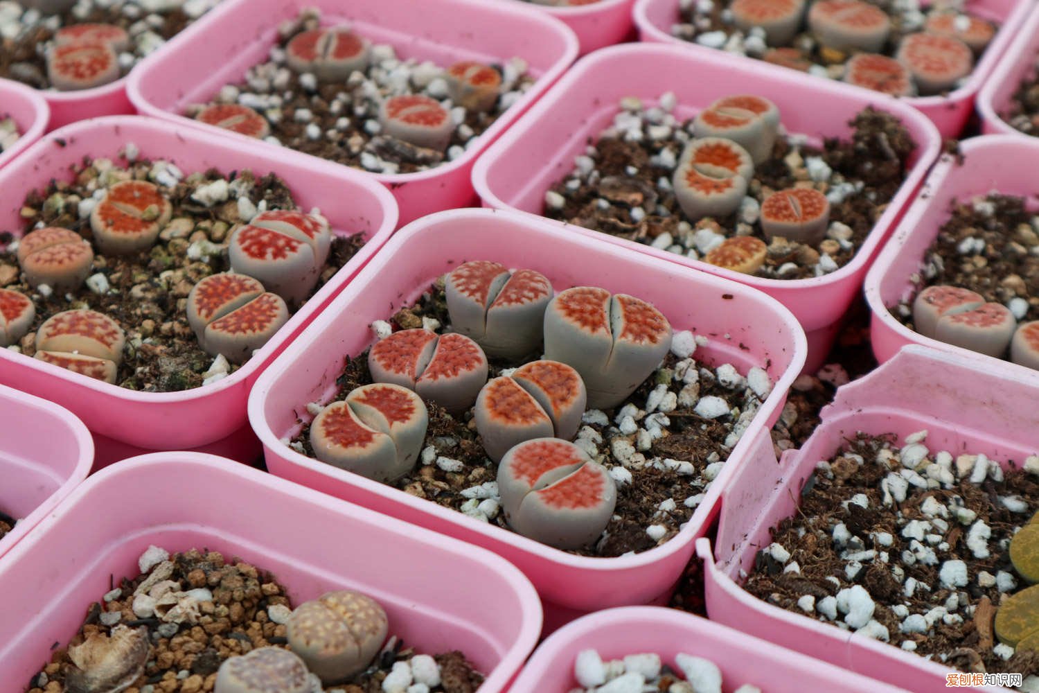 生石花徒长处理方法图 生石花徒长了怎么办