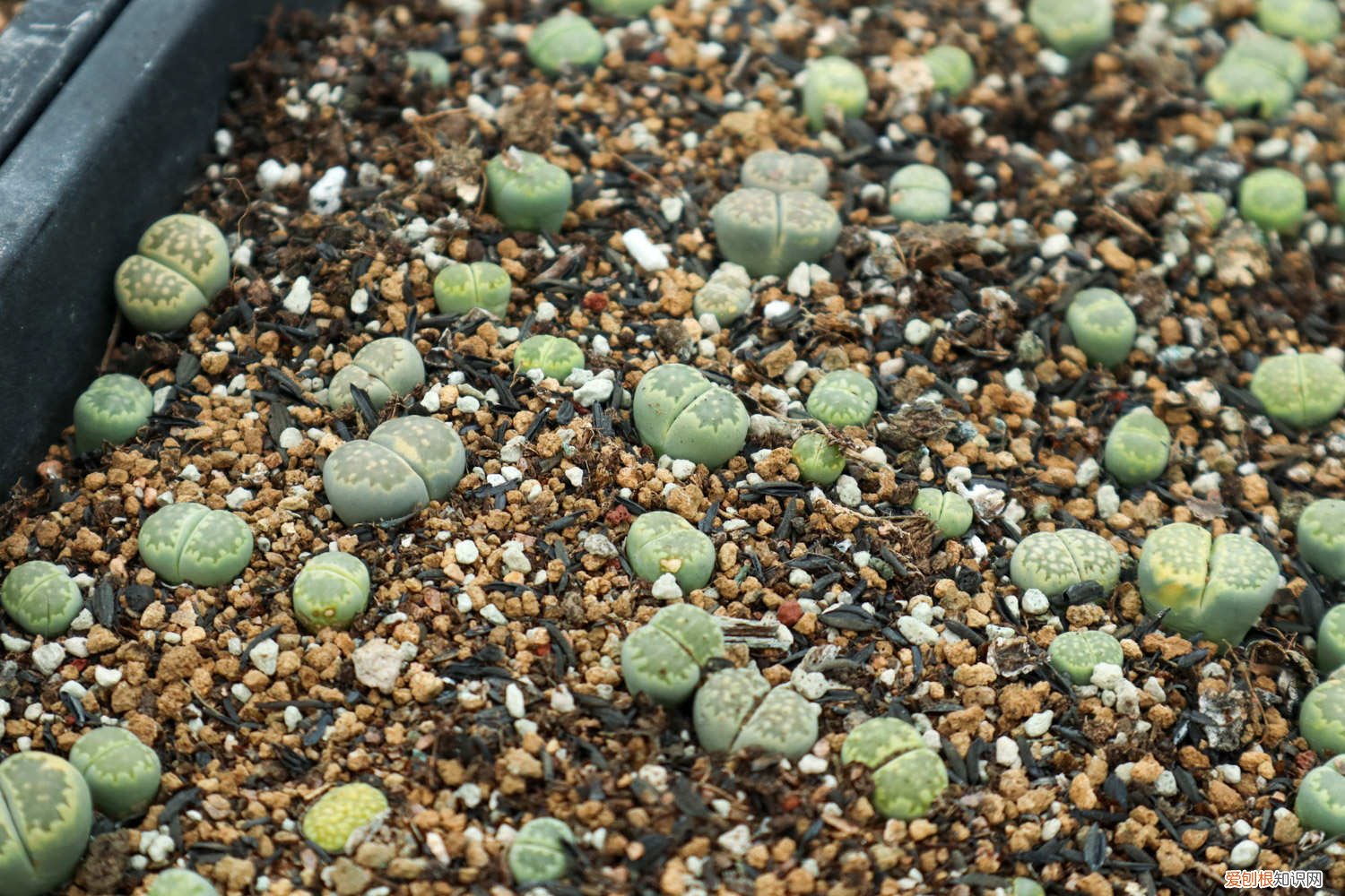 生石花徒长处理方法图 生石花徒长了怎么办