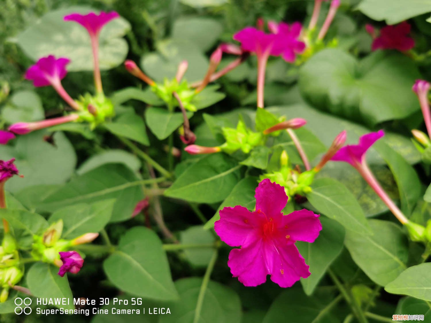 紫茉莉的开花特点在什么时候开花 紫茉莉怎么多开花