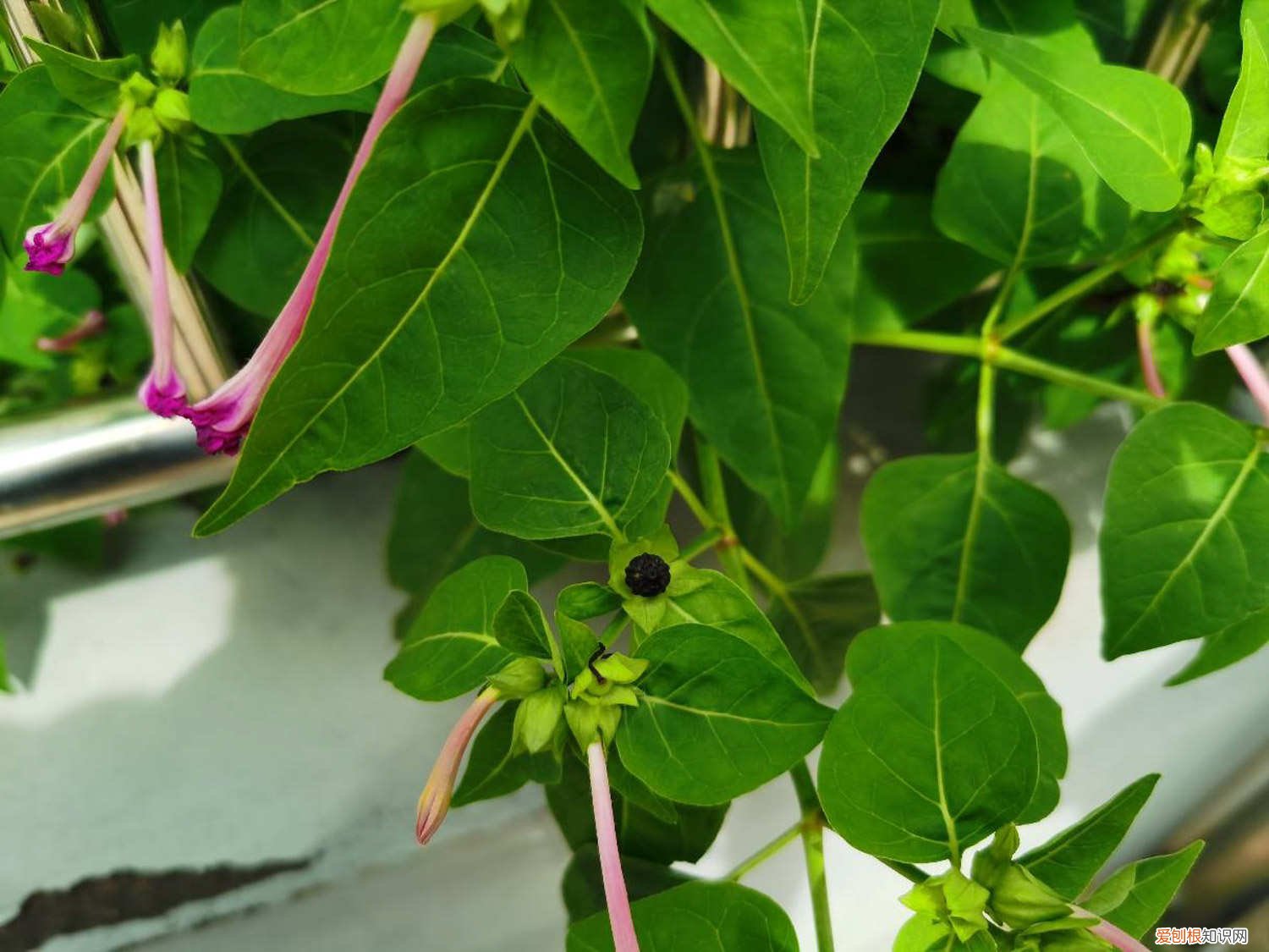 紫茉莉的开花特点在什么时候开花 紫茉莉怎么多开花