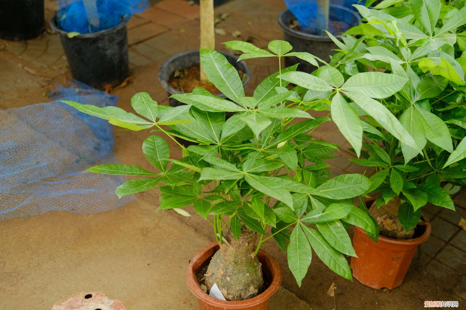 发财树多久浇一次啤酒比较好 发财树多久浇一次啤酒