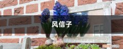 风信子夹箭了下面的花还开吗 我家风信子出现“夹箭”，着急半天，原来是因为它太娇贵？