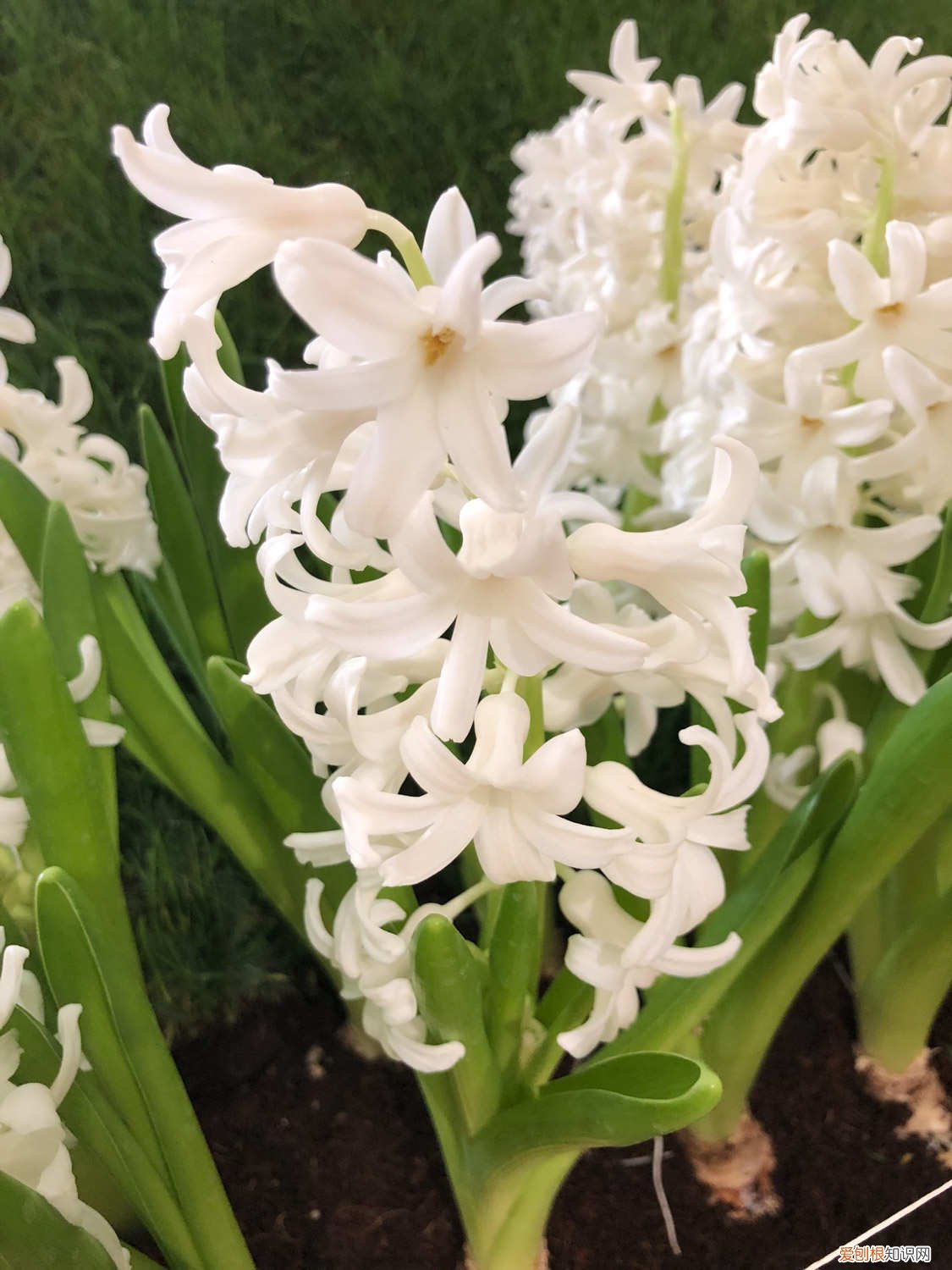 风信子夹箭了下面的花还开吗 我家风信子出现“夹箭”,着急半天,原来是因为它太娇贵?