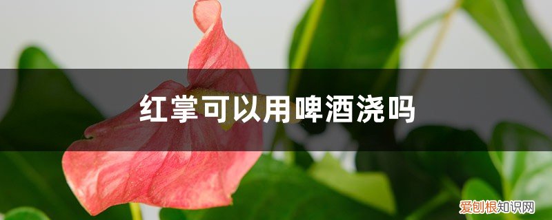 红掌可以用啤酒浇吗? 红掌可以用啤酒浇吗