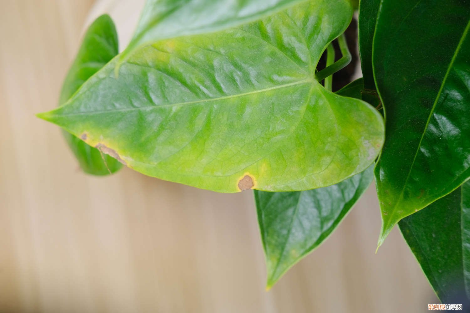 红掌可以用啤酒浇吗? 红掌可以用啤酒浇吗