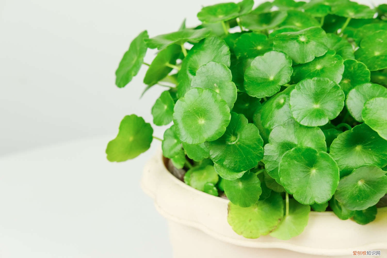 如何给铜钱草分盆 铜钱草怎样分盆