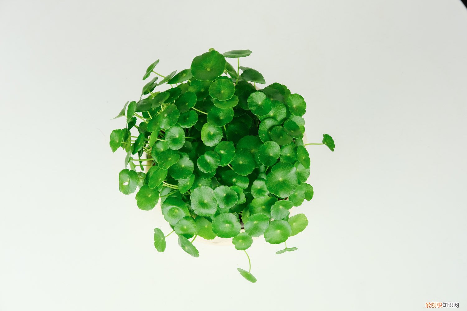 如何给铜钱草分盆 铜钱草怎样分盆