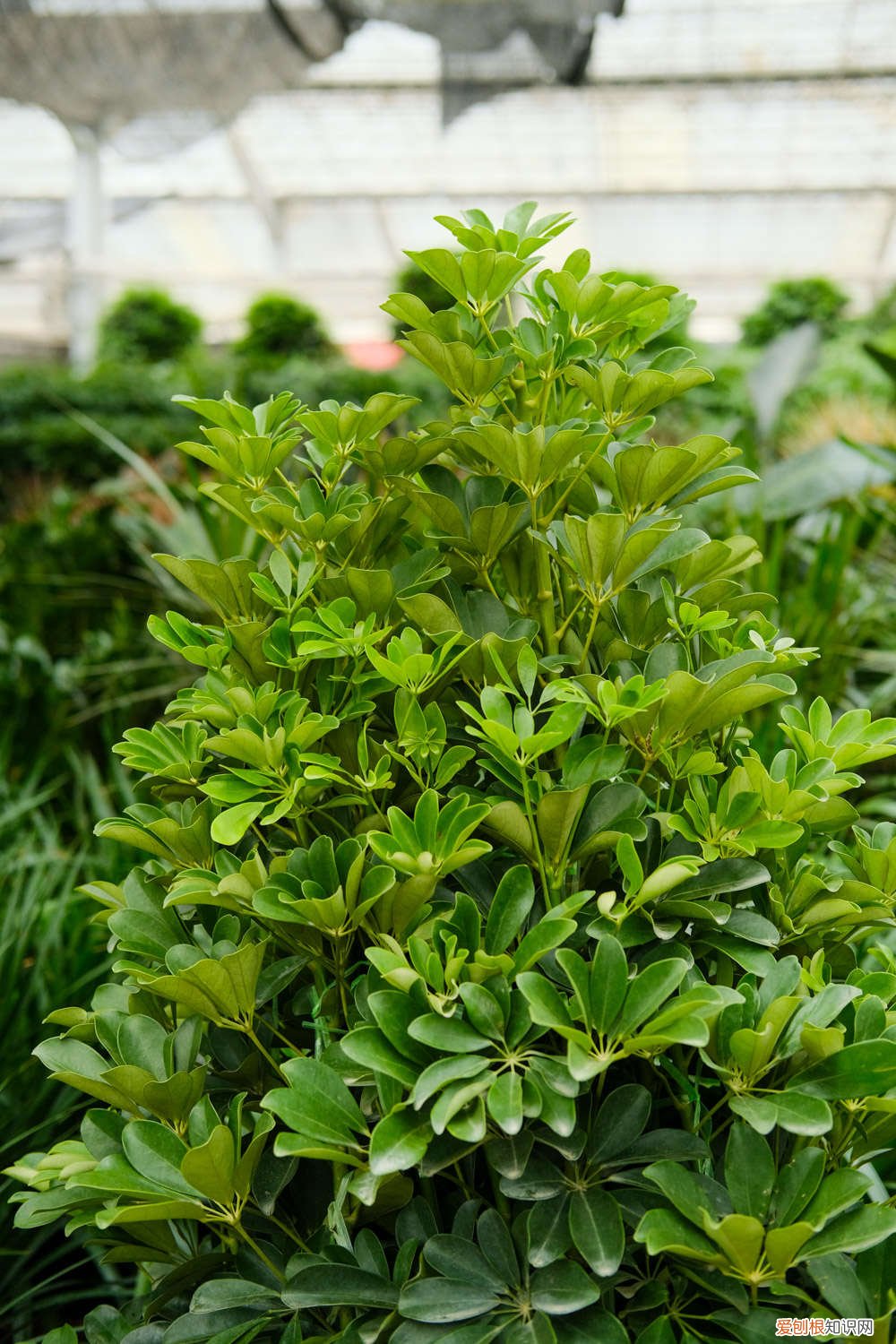 鸭脚木能用啤酒浇吗 鸭脚木可以用啤酒浇吗