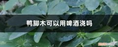 鸭脚木能用啤酒浇吗 鸭脚木可以用啤酒浇吗