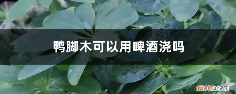 鸭脚木能用啤酒浇吗 鸭脚木可以用啤酒浇吗
