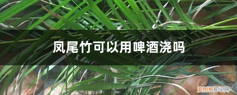 凤尾竹可以用啤酒浇吗视频 凤尾竹可以用啤酒浇吗