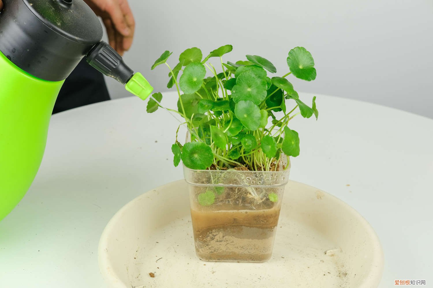 铜钱草土培怎么养爆盆 铜钱草水培怎么养爆盆