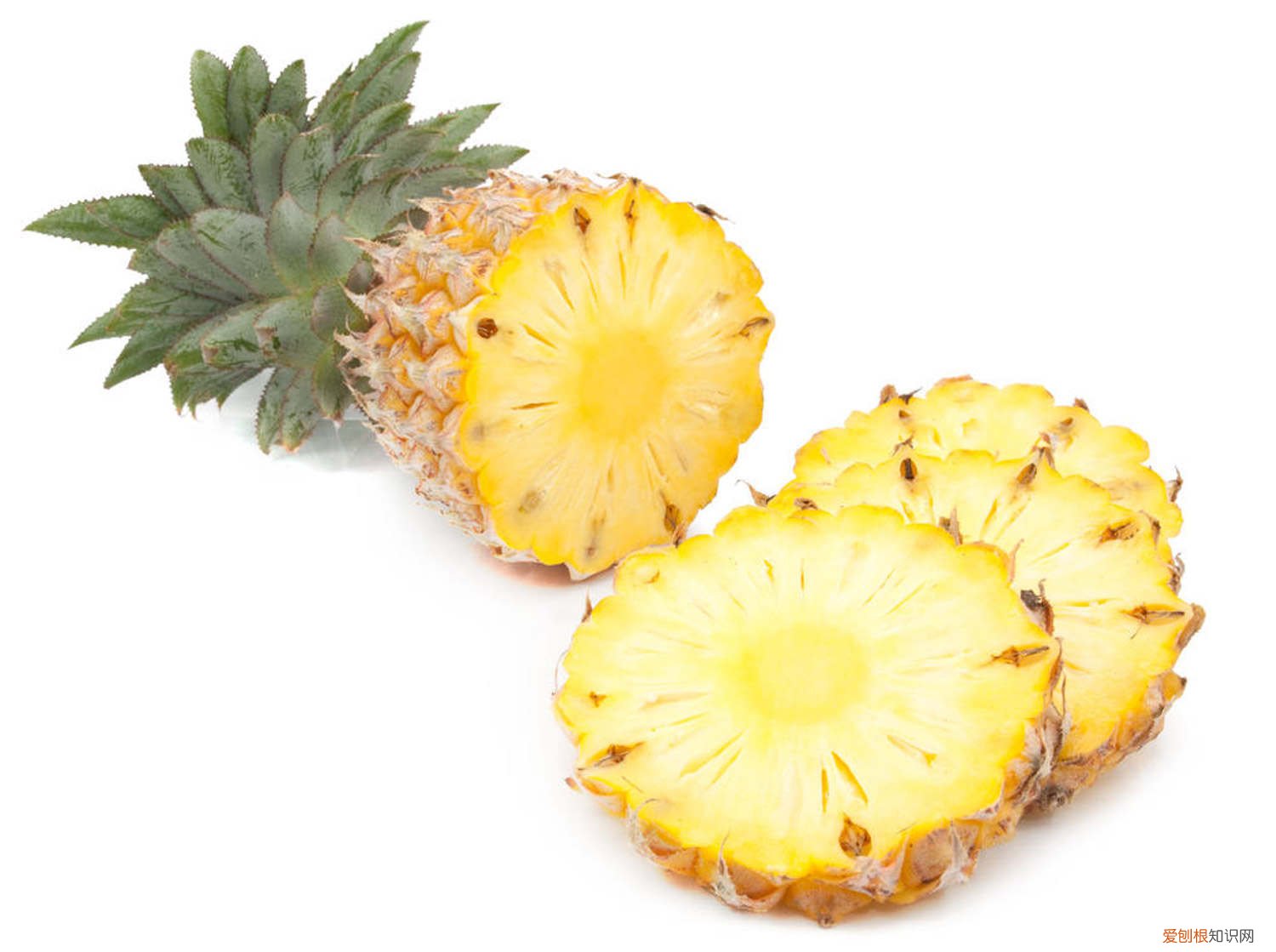 菠萝种植,什么时候种植好 菠萝种植，什么时候种植