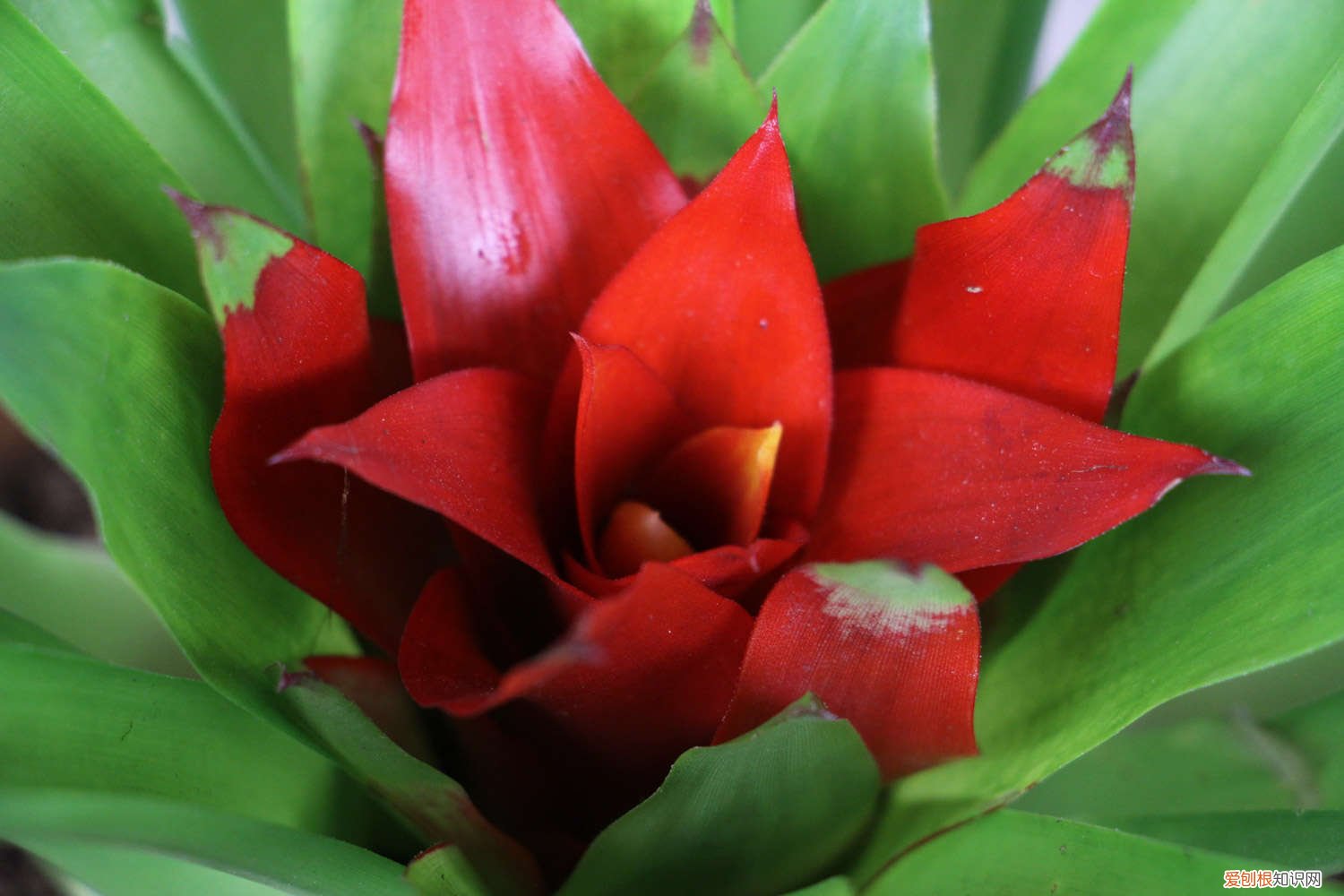 冬天好运当头花怎么养 红运当头冬天花怎么养，枯萎怎么办