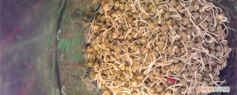 怎么生豆芽,有什么注意事项 怎么生豆芽，有什么注意事项