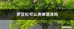 罗汉松能浇啤酒吗? 罗汉松可以用啤酒浇吗