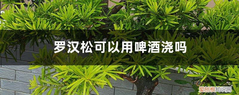 罗汉松能浇啤酒吗? 罗汉松可以用啤酒浇吗