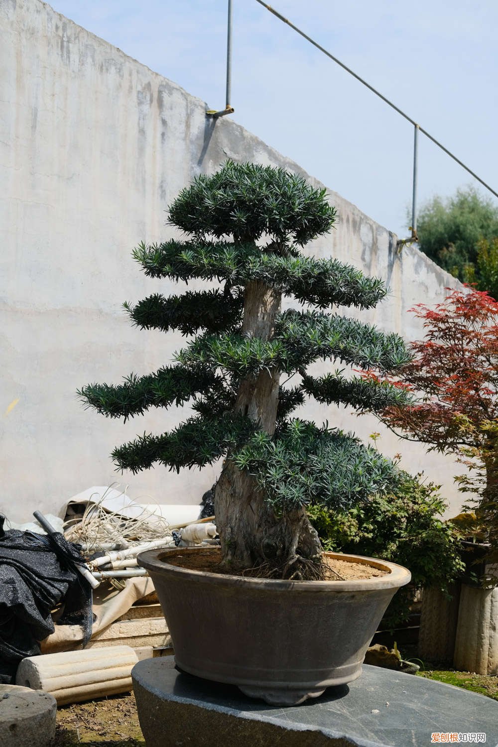 罗汉松能浇啤酒吗? 罗汉松可以用啤酒浇吗