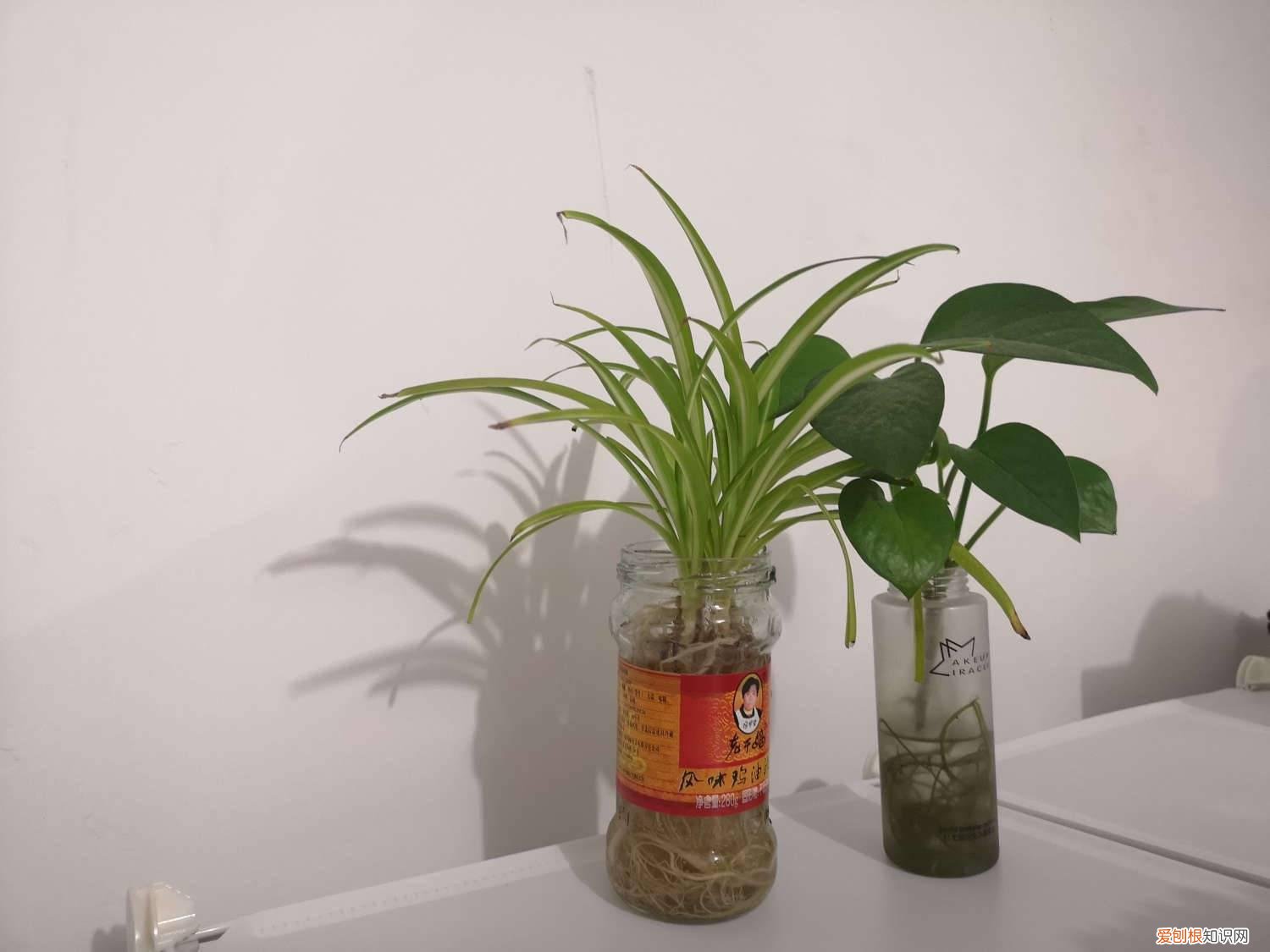 水培营养液怎么使用方法 水培营养液的自制方法