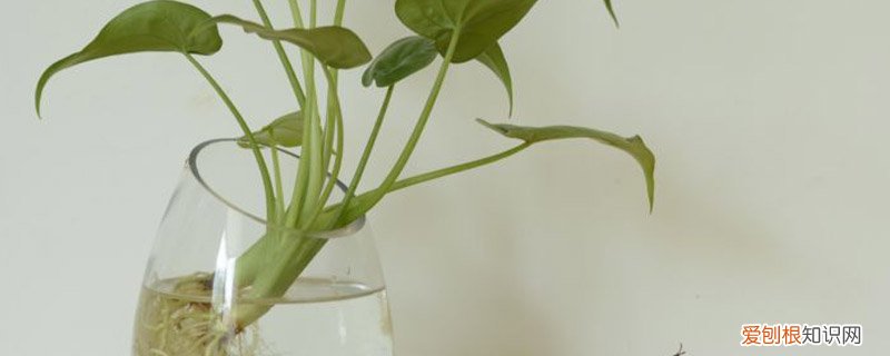 水培营养液怎么使用方法 水培营养液的自制方法