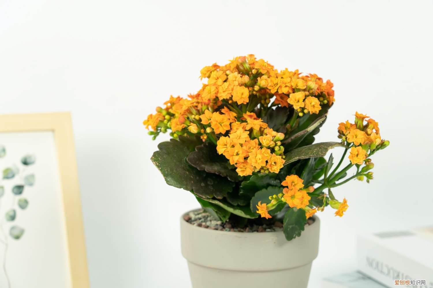 长寿花需施什么肥 长寿花施肥方法，用什么肥好