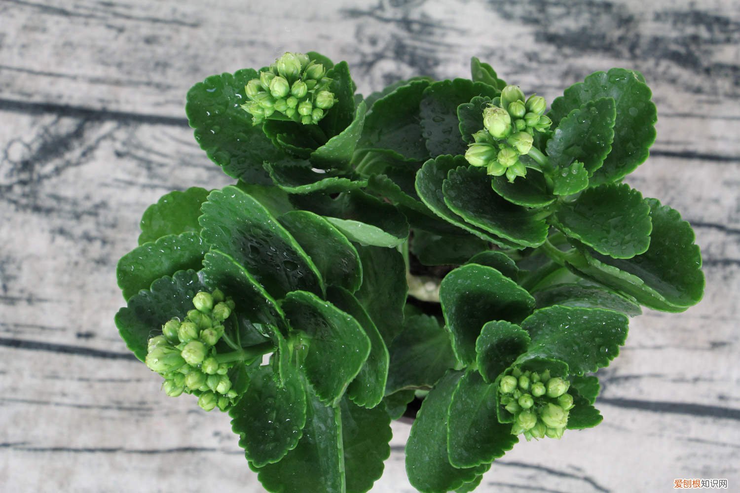 长寿花需施什么肥 长寿花施肥方法，用什么肥好