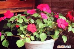 盆栽花卉冬天浇水 这“3种”水，冬天浇花，浇啥枯啥，别不当真！