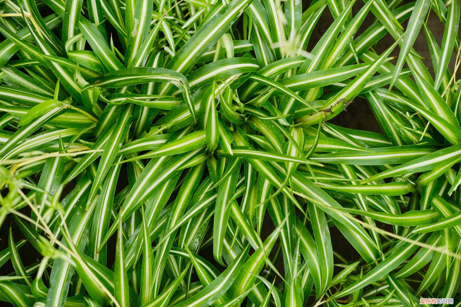 吊兰怎样水培养 水培吊兰怎么自制营养液