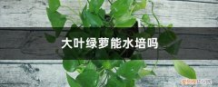 绿萝叶子能水培吗 大叶绿萝能水培吗