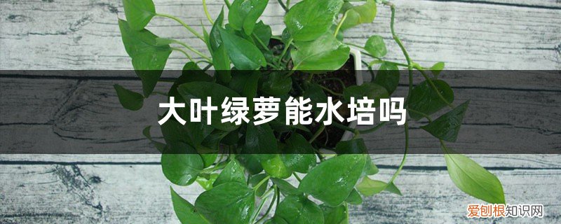 绿萝叶子能水培吗 大叶绿萝能水培吗
